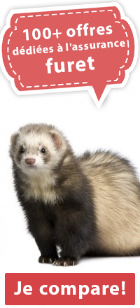 Assurance furet 